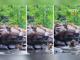 Viral Video: ताडोबाचे जंगल, ते तिघे अन् नैसर्गिक स्विमिंग पूल! 'या' Video तून निसर्गाच्या रुपाची अनुभूती