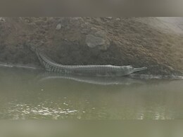 जैसलमेर में पहली बार इंदिरा गांधी नहर में दिखा 5 फीट का घड़ियाल, पंजाब से आया बहकर
