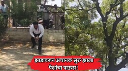 VIDEO: झाडावरून अचानक सुरु झाला पैशांचा पाऊस! जमिनीवर नोटांचा थर; वर पाहिलं तर...