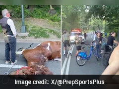 Carriage Horse Dies In New York's Central Park As Ban Push Intensifies