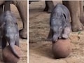 दो दिन के नन्हे हाथी ने दिखाई फुटबॉल स्किल, UK Zoo का वीडियो इंटरनेट पर वायरल