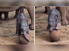दो दिन के नन्हे हाथी ने दिखाई फुटबॉल स्किल, UK Zoo का वीडियो इंटरनेट पर वायरल