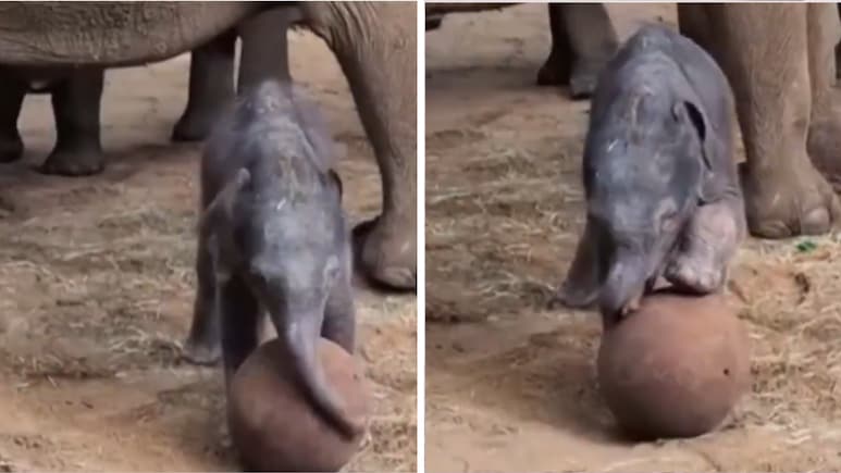 दो दिन के नन्हे हाथी ने दिखाई फुटबॉल स्किल, UK Zoo का वीडियो इंटरनेट पर वायरल