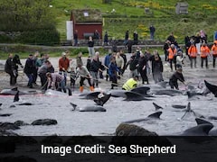 Over 700 Whales, Dolphins Massacred In Barbaric Viking-Era Grind On Faroe Islands