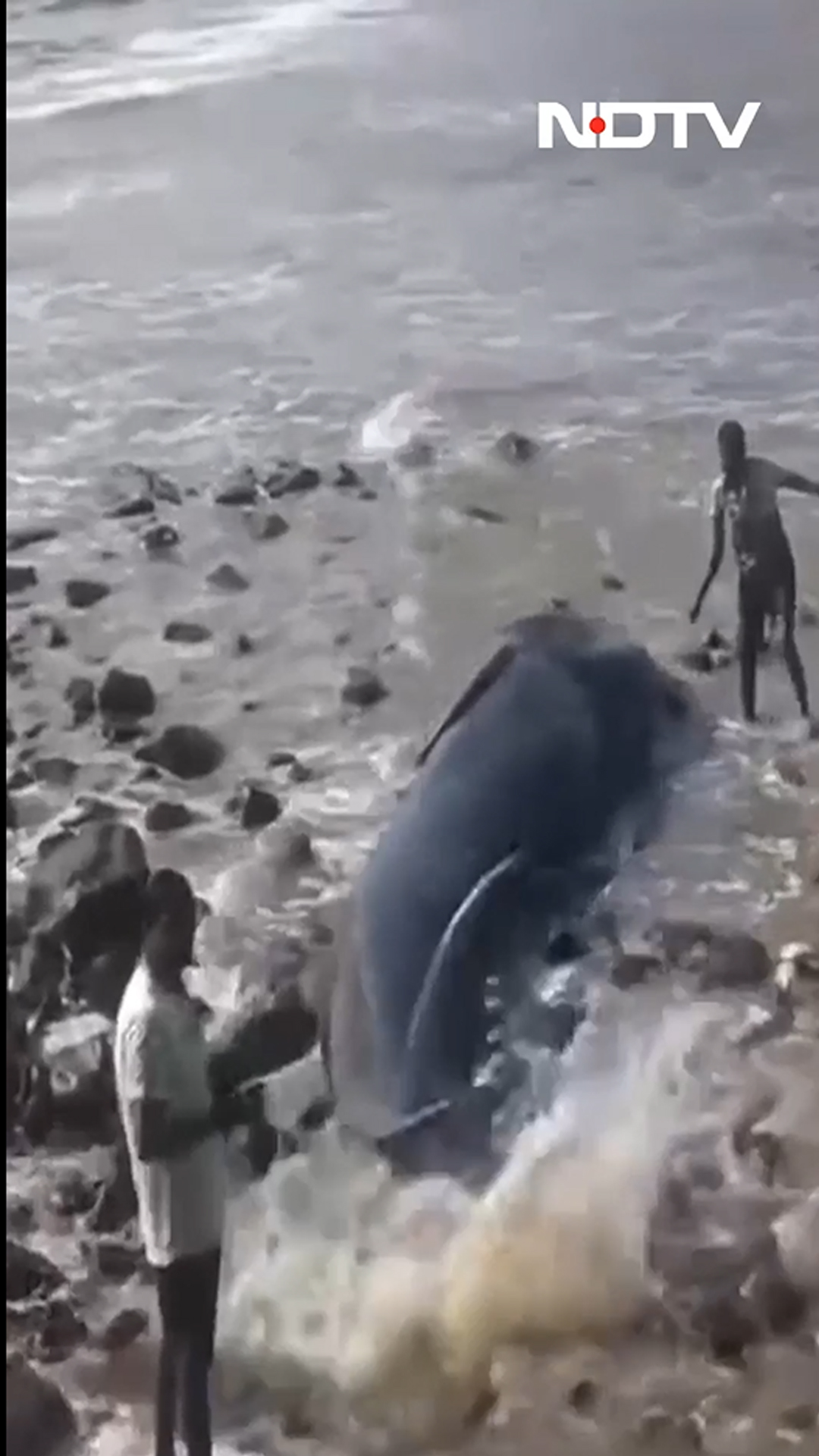26-Foot Humpback Whale Washes Ashore In Mumbai, Rescue Ends In Tragedy