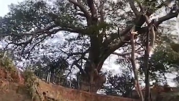 Mumbai News: Tree Falls On Malabar Hill Nature Trail, Walkway Shut Temporarily