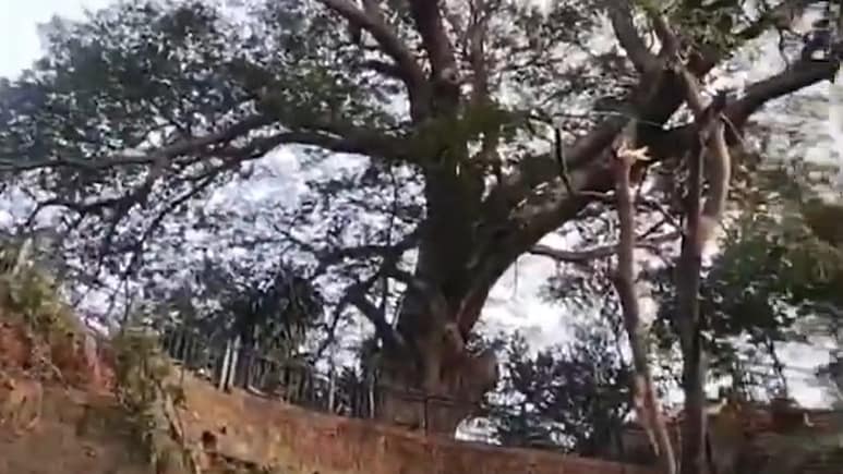 Mumbai News: Tree Falls On Malabar Hill Nature Trail, Walkway Shut Temporarily