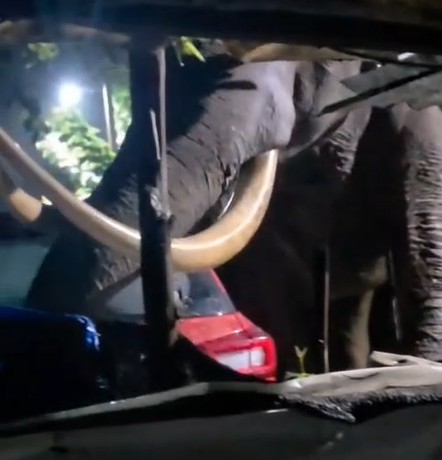 Video: Rogue Elephant 'Padayappa' Strikes Again In Kerala, Damages Car