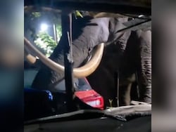 Video: Rogue Elephant 'Padayappa' Strikes Again In Kerala, Damages Car