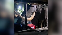 Video: Rogue Elephant 'Padayappa' Strikes Again In Kerala, Damages Car