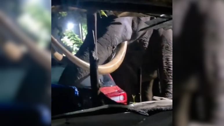 Video: Rogue Elephant 'Padayappa' Strikes Again In Kerala, Damages Car