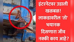 Optical Illusion Creature: 99% लोकांनी ओळखला नाही हा जीव, फोटो पाहून उडाली घाबरगुंडी, पण सत्य जाणून थक्क व्हाल