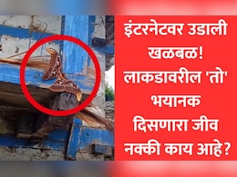 Optical Illusion Creature: 99% लोकांनी ओळखला नाही हा जीव, फोटो पाहून उडाली घाबरगुंडी, पण सत्य जाणून थक्क व्हाल