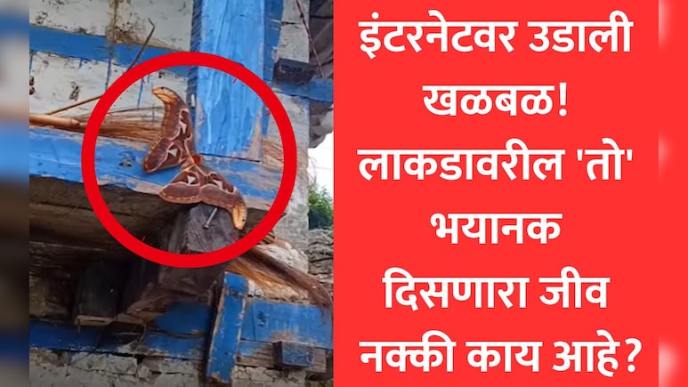Optical Illusion Creature: 99% लोकांनी ओळखला नाही हा जीव, फोटो पाहून उडाली घाबरगुंडी, पण सत्य जाणून थक्क व्हाल