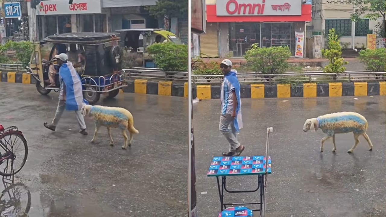 मेसी के फैंस का नया अंदाज, अर्जेंटीना के रंगों में रंगी भेड़ को सड़क पर घुमाता दिखा शख्स, वीडियो वायरल