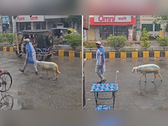 मेसी के फैंस का नया अंदाज, अर्जेंटीना के रंगों में रंगी भेड़ को सड़क पर घुमाता दिखा शख्स, वीडियो वायरल