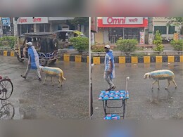 मेसी के फैंस का नया अंदाज, अर्जेंटीना के रंगों में रंगी भेड़ को सड़क पर घुमाता दिखा शख्स, वीडियो वायरल
