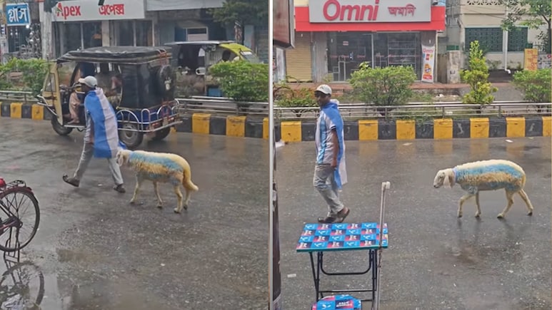 मेसी के फैंस का नया अंदाज, अर्जेंटीना के रंगों में रंगी भेड़ को सड़क पर घुमाता दिखा शख्स, वीडियो वायरल