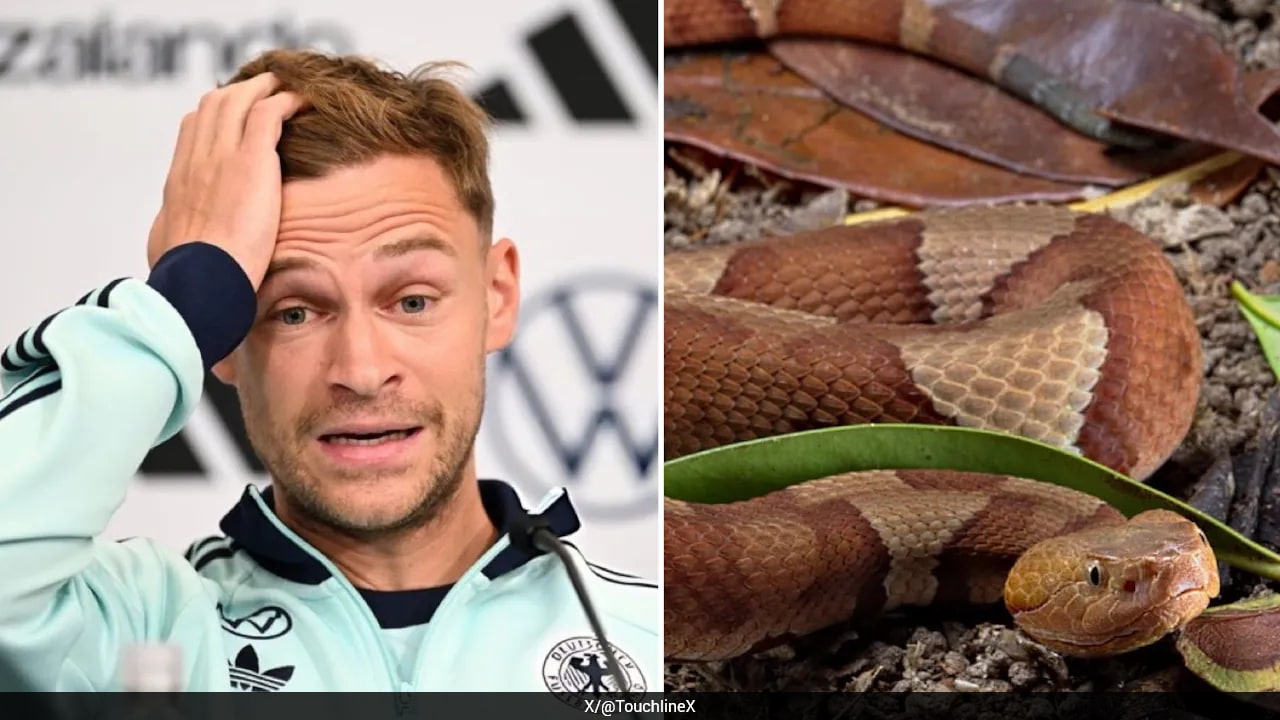 Venomous Snake At German Football Team's Camp At World Cup, Players Concerned