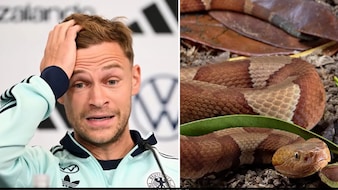 Venomous Snake At German Football Team's World Cup Camp, Players Concerned