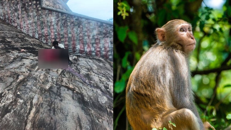 मंदिर में बंदरों के झुंड ने घेरा तो पहाड़ की चोटी से गिरी, शादी के एक महीने बाद महिला की मौत, तमिलनाडु की घटना