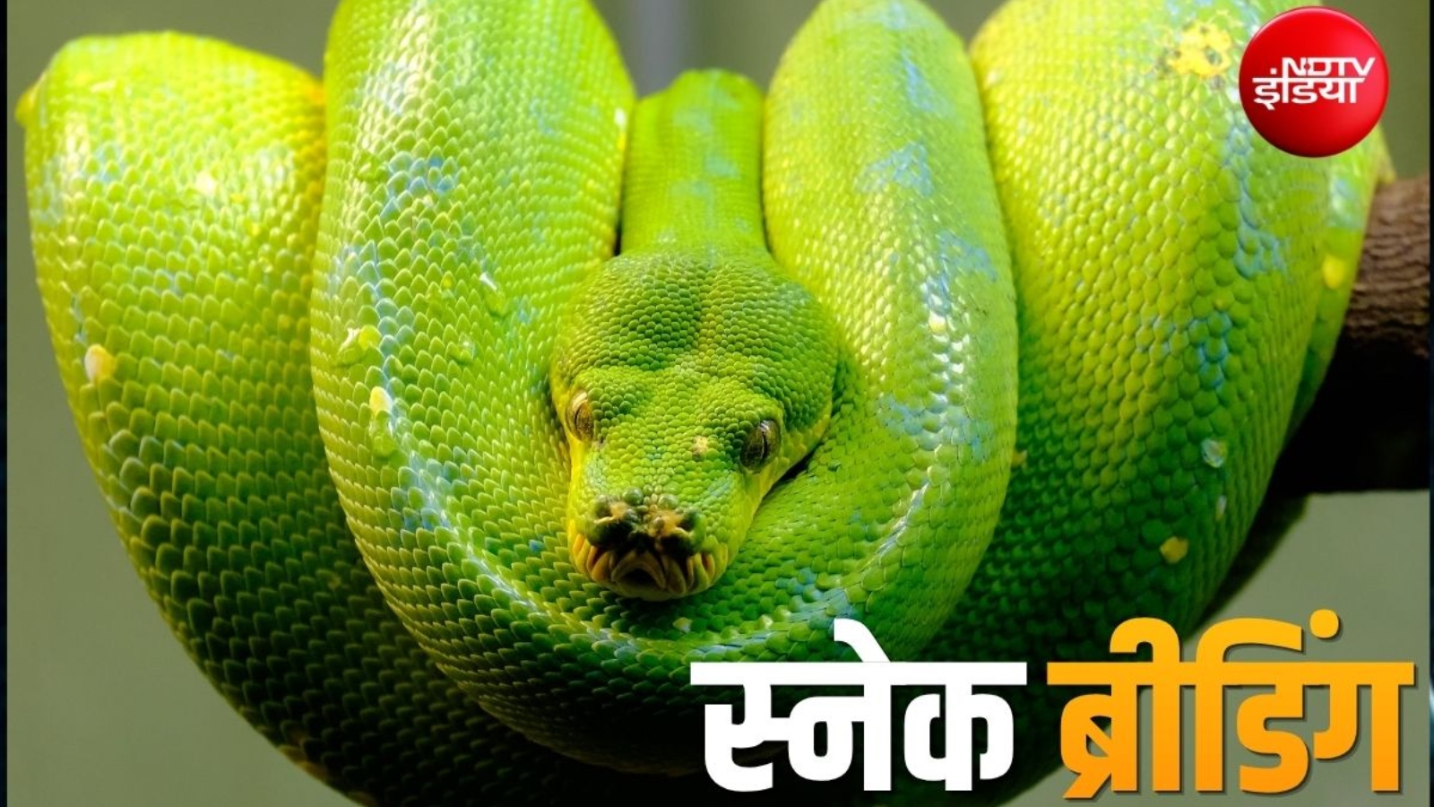 फ्लैट में रह रहे शख्स ने पाल रखे थे 300 से ज्यादा अजगर, भारी-भरकम बिजली बिल ने खोली पोल