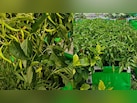 हरी मिर्च से लद जाएगा पौधा, बस पौधा लगाने के 2 हफ्ते बाद डालना है ये खास चीज