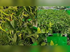 हरी मिर्च से लद जाएगा पौधा, बस पौधा लगाने के 2 हफ्ते बाद डालना है ये खास चीज