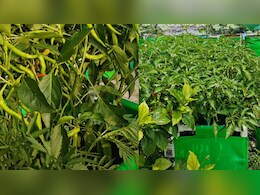हरी मिर्च से लद जाएगा पौधा, बस पौधा लगाने के 2 हफ्ते बाद डालना है ये खास चीज