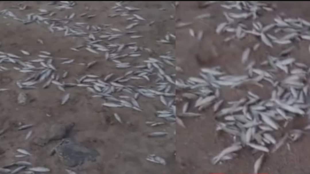 Palghar: Thousands Of Dead Fish Found In Satpati-Murbe Creek