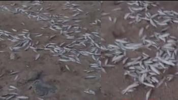 Palghar: Thousands Of Dead Fish Found In Satpati-Murbe Creek