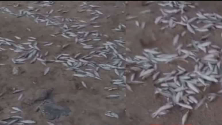Palghar: Thousands Of Dead Fish Found In Satpati-Murbe Creek