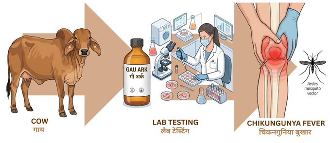 Cow Urine May Help Fight Chikungunya, Reveals IIT Roorkee Study
