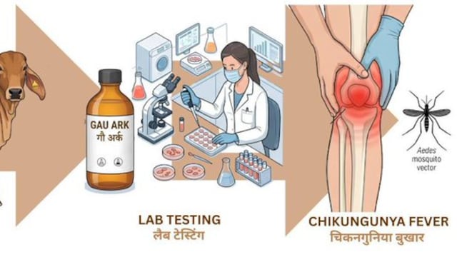 Cow Urine May Help Fight Chikungunya, Reveals IIT Roorkee Study