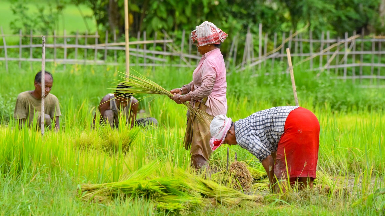 Paddy Nursery Preparation: धान की खेती से चाहिए बंपर मुनाफा?