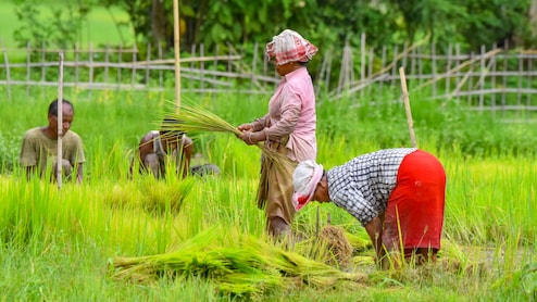Paddy Nursery Preparation: धान की खेती से चाहिए बंपर मुनाफा? नर्सरी डालने से पहले खेत को ऐसे करें तैयार