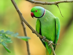 Scientists Confirm That Birds Masturbate Too, Call It "Healthy, Natural And Widespread"