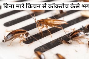 ​कॉकरोच से चाहिए छुटकारा? रात को सोने से पहले करें ये काम
