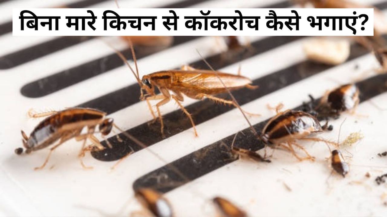 ​कॉकरोच से चाहिए छुटकारा? रात को सोने से पहले करें ये काम