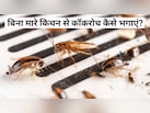 ​कॉकरोच से चाहिए छुटकारा? रात को सोने से पहले करें ये काम