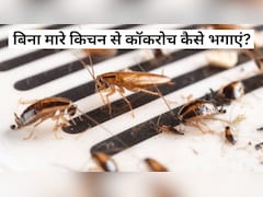​कॉकरोच से चाहिए छुटकारा? रात को सोने से पहले करें ये काम