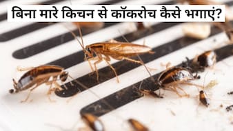 ​कॉकरोच से चाहिए छुटकारा? रात को सोने से पहले करें ये काम