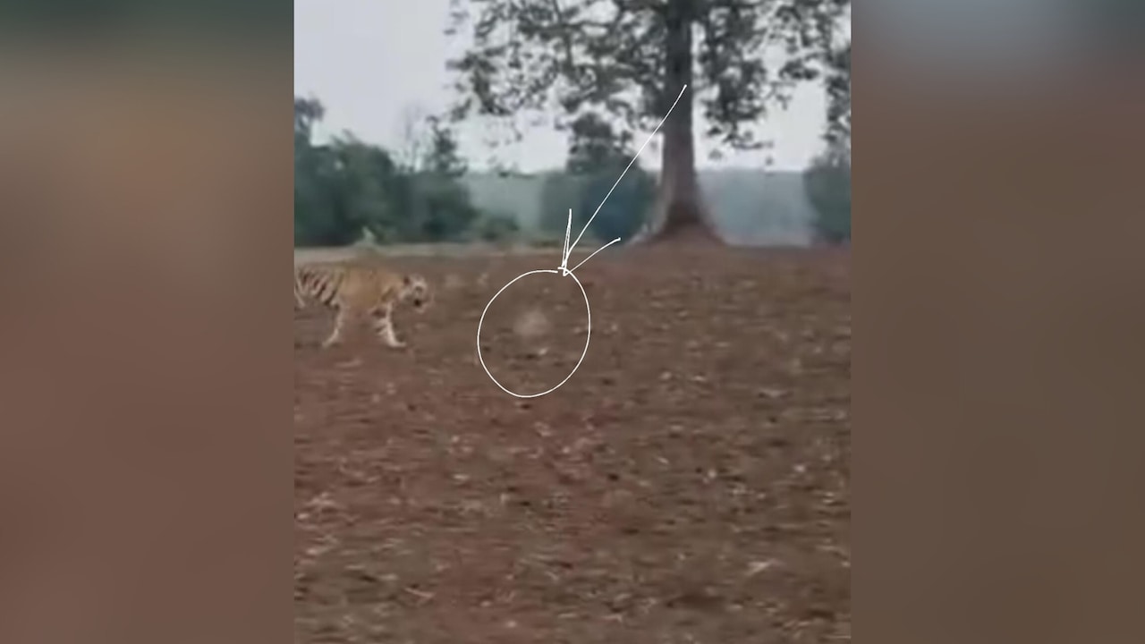 Tiger Attacks Man In Madhya Pradesh, Video Reveals It May Have Been Shot At