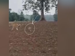 Tiger Attacks Man In Madhya Pradesh, Video Reveals It May Have Been Shot At