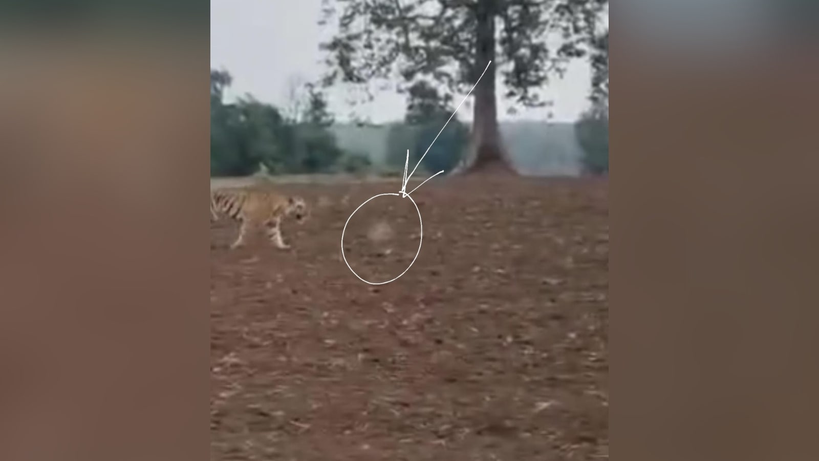 Tiger Attacks Man In Madhya Pradesh, Video Reveals It May Have Been Shot At