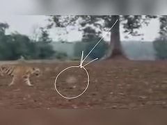 सागर के जंगल में बाघ का हमला या किसी गोली की गूंज? वीडियो ने खोला नया रहस्य