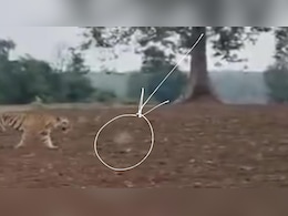सागर के जंगल में बाघ का हमला या किसी गोली की गूंज? वीडियो ने खोला नया रहस्य