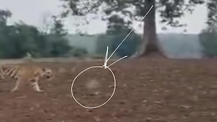 सागर के जंगल में बाघ का हमला या किसी गोली की गूंज? वीडियो ने खोला नया रहस्य