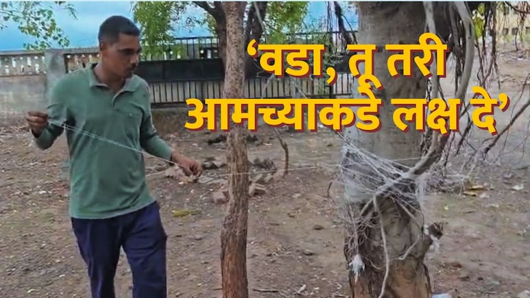 VIDEO : '45 वर्षांचे टगे, खुले सांड...' वटपौर्णिमेला वडाला घातल्या उटल्या फेऱ्या; बीडच्या तरुणाचं साकडं चर्चेत