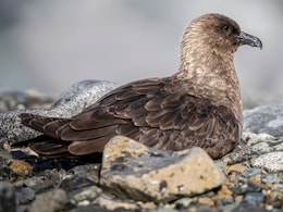 H5 Bird Flu Virus Reaches Every Continent As Australia Detects 1st Case